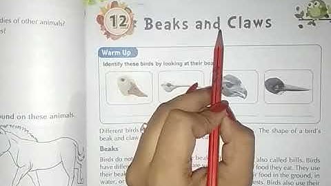 Class 4th Lesson 12 Beaks & Claws