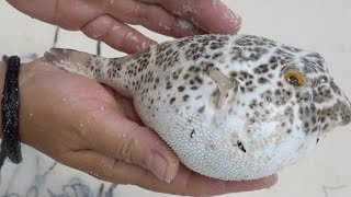 Puffer Fish Inflating and Deflating