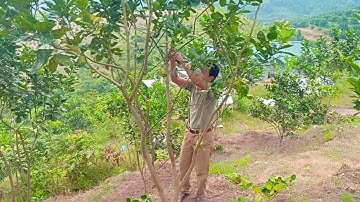 Ghép bưởi Ruby thái vào giống bưởi khác.Tại miền bắc Việt Nam.ĐT.0965737868