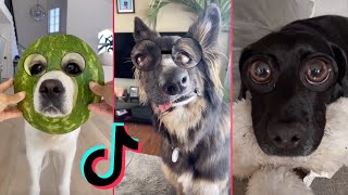 *NEW TREND* Dogs Try On Big Eyes Filter | Hello My Name Is Zuzie (Ew) TikTok Trend by Animaldaze 170 views 2 years ago 3 minutes, 9 seconds