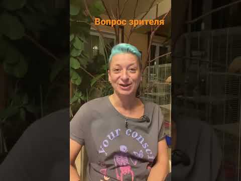 Растения и кошки - могут ли жить вместе?