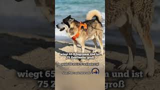 🐾❄️ SIRIUS – sanfter Riese sucht sein Zuhause ❄️🐾