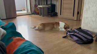 Sleeping corgi wags tail