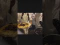 فرد التسعه دايم جوا جاكيتوا اكسبلور 