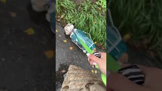 Сегодня  поход в туалет напоминал полет в космос #корги