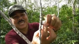 Pikat burcil (burung kecil) dapat banyak