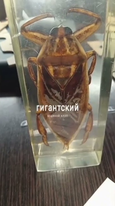 гигантский водяной клоп - YouTube