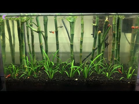 Video RỪNG TRÚC - Mẫu bể thủy sinh dễ làm, rẻ, cực đẹp không... - youtube