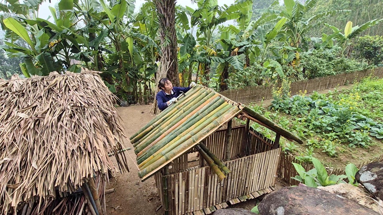 A woman living alone in an abandoned house built a chicken coop out of bamboo to raise her chickens.