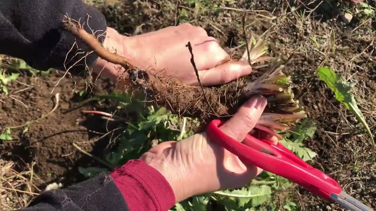 Racines de pissenlit - comment les récolter