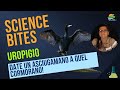 Science Bites - Date un asciugamano a quel cormorano!