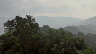 2 Hour Heavy Rain and Thunder Sound in the Asian Rainforest | Rain Sound for Sleeping