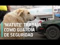 Perrito es jefe de seguridad de una farmacia, Pachuca - Las Noticias