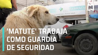 Perrito es jefe de seguridad de una farmacia, Pachuca - Las Noticias