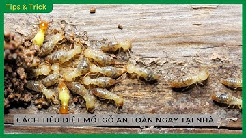 Cách TIÊU DIỆT MỐI GỖ (MỌT GỖ) HIỆU QUẢ, an toàn, NGAY TẠI NHÀ - Bách hoá XANH