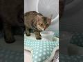猫の多頭飼育にもオススメ【Drybo Ultra】