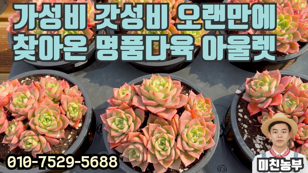 명품다육을 착한가격에! 프리미엄 다육 아울렛 미친농부! 착한가격에 명품아이들 데려가세요