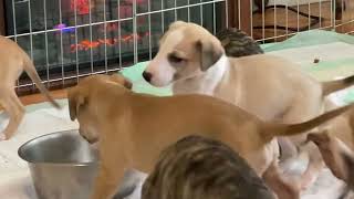 Aristaios Whippets mornings with 5 week puppies 2022.04.10 by AggieInCapeCod 720 views 2 years ago 13 minutes, 59 seconds