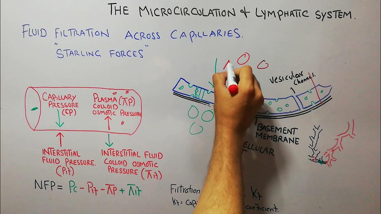 CVS physiology 83. Fluid filtration, starling forces, capillary pressure, colloid osmotic