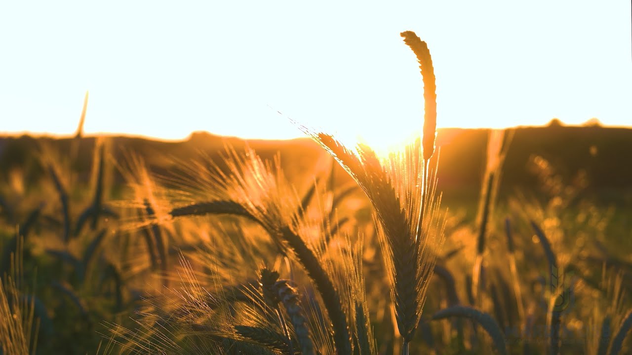 Mardin OIZ Flour, Bulghur and Pasta Sector Group | Trailer (Arabic Version)