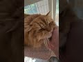 Fireball enjoys post grooming chin scratches.