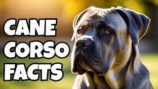 10 Fascinating Facts About Cane Corso by PawPrints Perfect 166 views 2 months ago 9 minutes, 12 seconds
