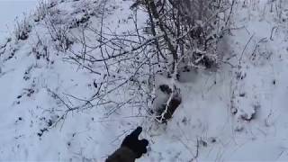 Download lagu Охота на зайца Тропление зайца по первому снегу 2017 Охота на зайца Тропление зайца по первому снегу 2017