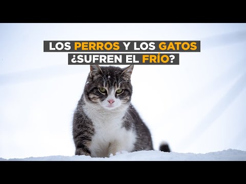 Video: Los Peligros del Invierno y su Gato