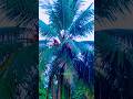 Nature's Healing: 18 Seconds of Peace 🌿🌧️ #ASMR #Shorts
