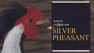 Silver Pheasant [Lophura Nycthemera]