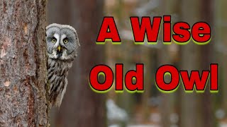 A wise Old Owl ||English stories for kids||Bedtime stories