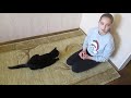 Дрессировка кота  Как научить кота командам сидеть и лежать