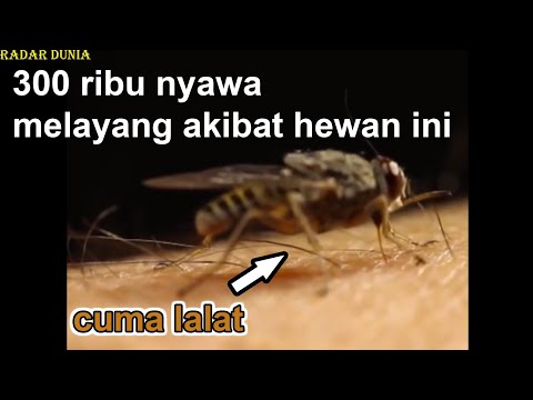 Video: Gigitan Lalat Dan Kuda - Akibat Gigitan Dan Perlakuannya