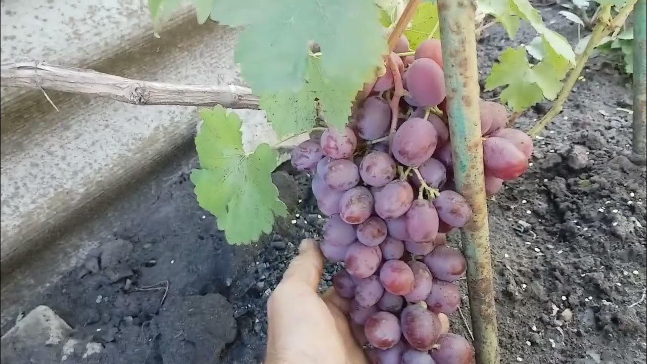 Виноград альянс фото отзывы