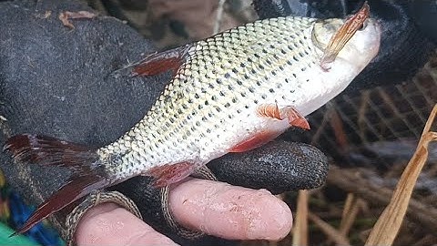 Visit fish with giant fish in Vietnam