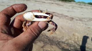 Uca tangeri (Bocas) - Ria Formosa