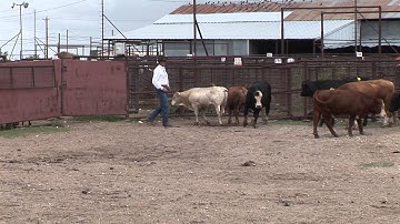 Ron Gill - Stockmanship - Demonstration of Working Cattle on Foot