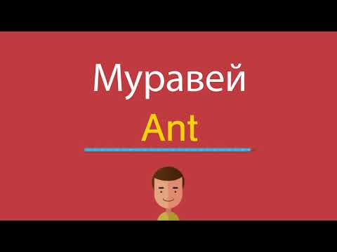 Как произносится по английски муравей