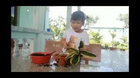 NGUYỄN THỊ CẨM QUỲNH lớp Một.5 trường Tiểu học Tân Quý Tây, huyện Bình Chánh CÙNG HTV HÀNH ĐỘNG XANH