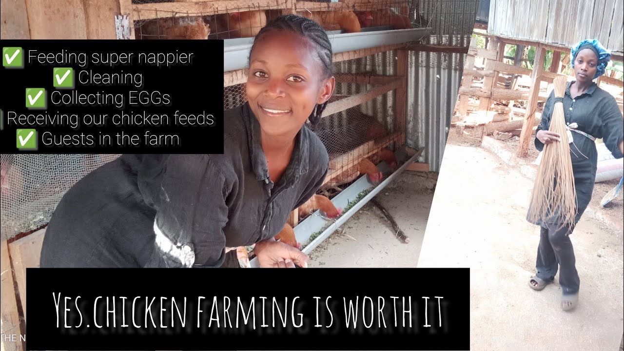 Is chicken Farming worth it?? Spend an afternoon with us in the Farm.