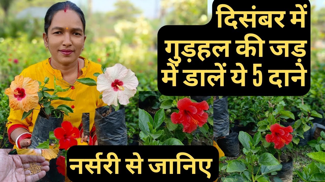 December month Hibiscas flower plant care and fertilizer. Hibiscus growing tips.