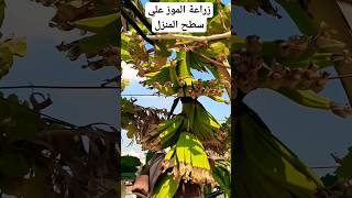 زراعة شجرة موز علي سطح المنزل ثمار الموز #اتحضر_للاخضر #garden #حديقة #الاكتفاء_الذاتي