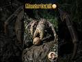 Monster केकड़ा जो नारियल तोड़ देता है 🥥🦀? | #shorts