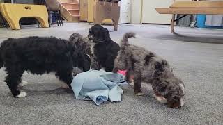 Mini Bernedoodle Puppies Playing, Cute!