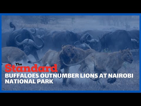 Lionesses take off after herd of buffaloes charge towards them at Nairobi National park