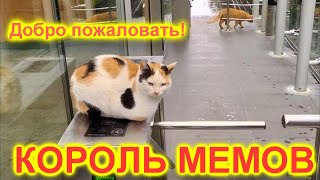 Я РЖАЛ ЦЕЛЫЙ ЧАС？ПОДБОРКА СМЕШНЫХ КОТОВ И СОБАК ДЛЯ ХОРОШЕГО НАСТРОЕНИЯ？ #16