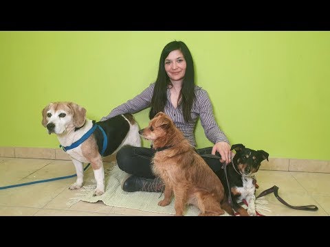 Video: Pet Načinov, S Katerimi Lahko Z Videoposnetki Optimizirate Zdravje Svojega Ljubljenčka