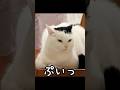 「どいて」と言われて不服そうな猫