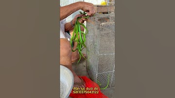 Cao thủ bắt rắn lục đuôi đỏ cực độc bằng tay không có một ko hai p1