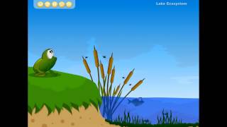 Pond Ecosystem